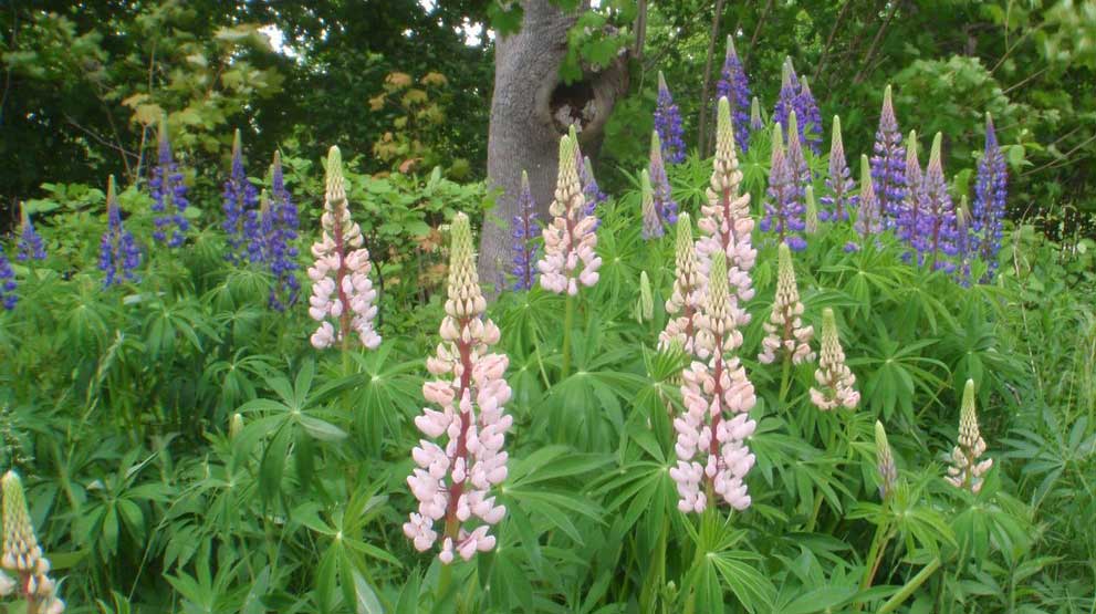 Lupines